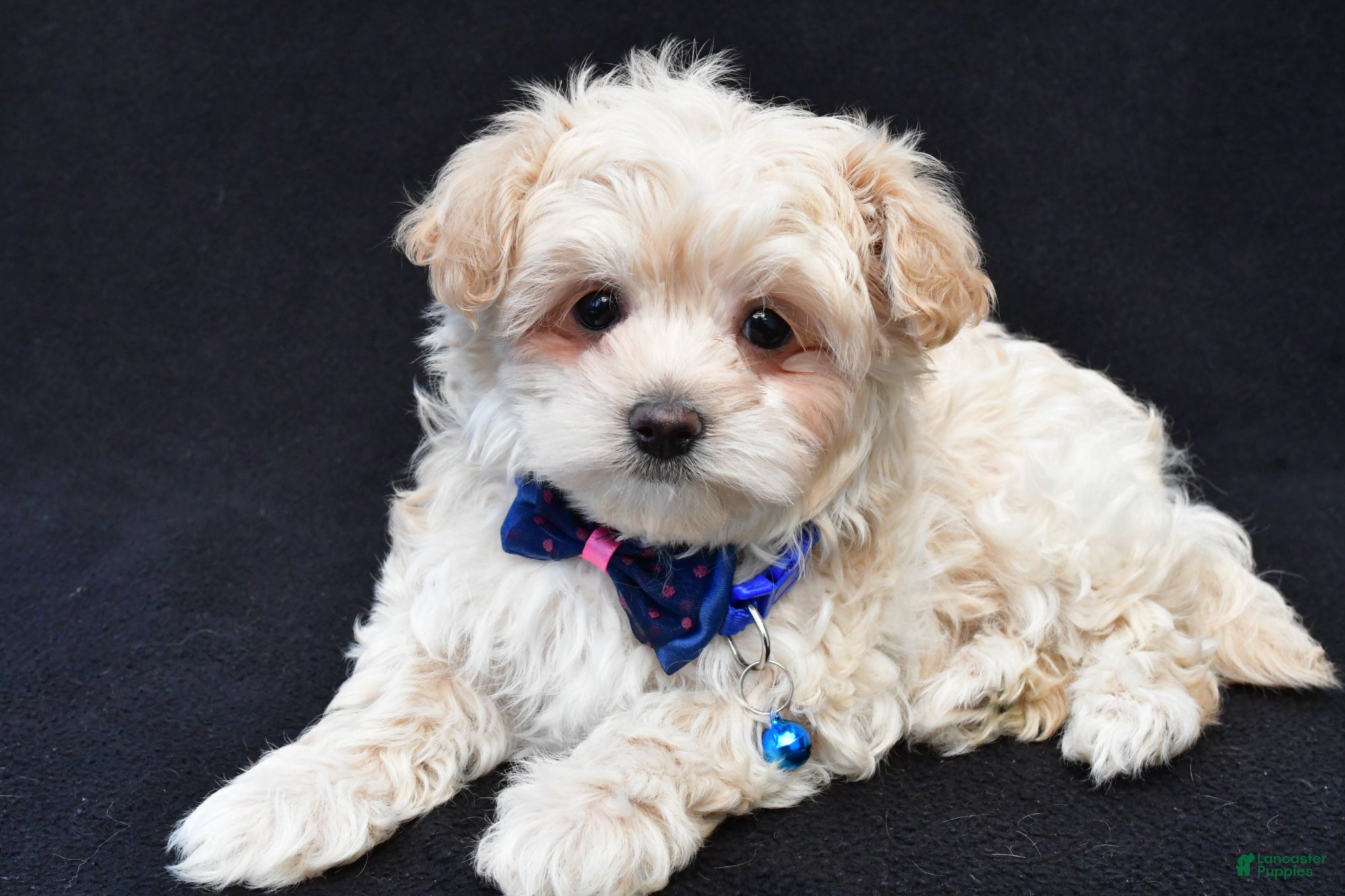 Maltipoo dogs Charles - Ad 2