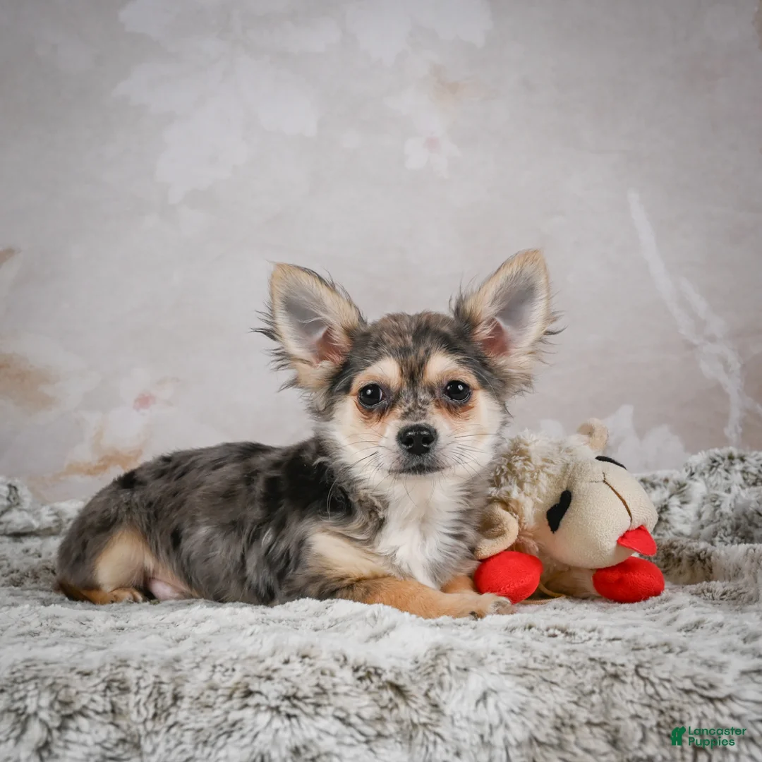 Chihuahua dogs for sale: Geronimo - Ad 6