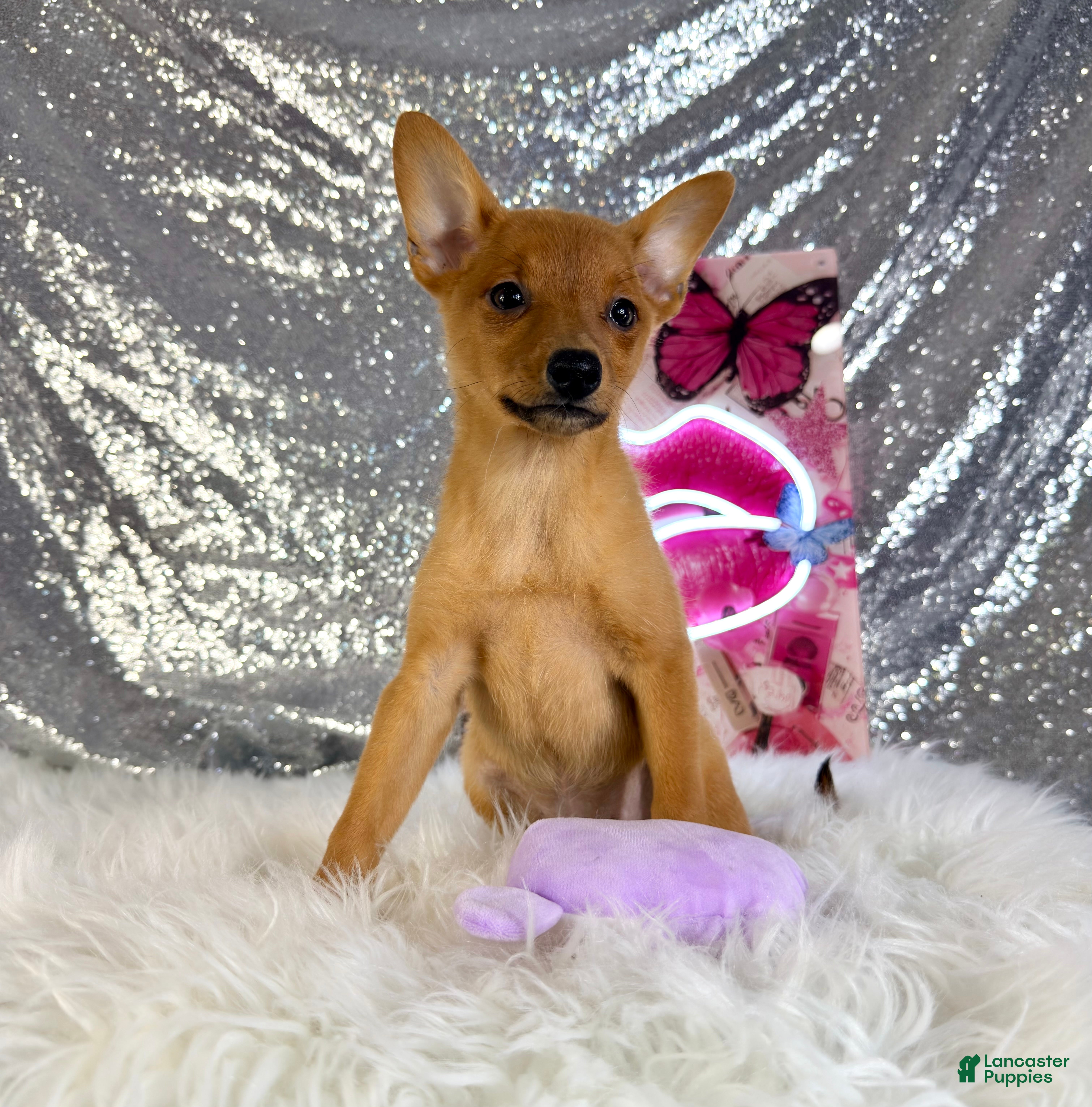 Mixed Breed dogs Daphne - Ad 13