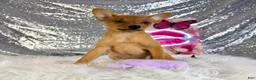 Mixed Breed dogs for sale: Daphne - Ad 1