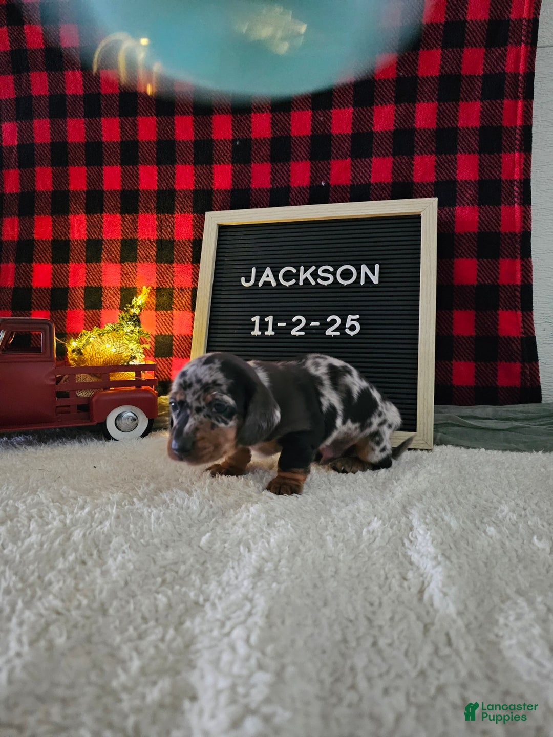 Miniature Dachshund dogs for sale: Jackson - Ad 5