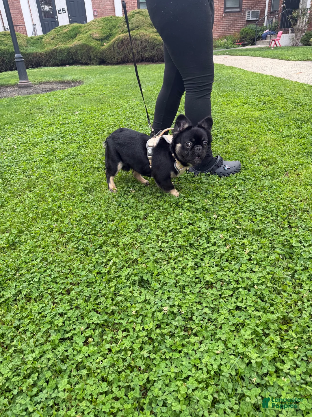 French Bulldog dogs for sale: French Bulldog 1 - Ad 5