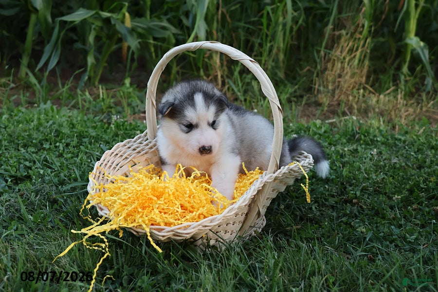 Alaskan Malamute dogs Tucker - Ad 2