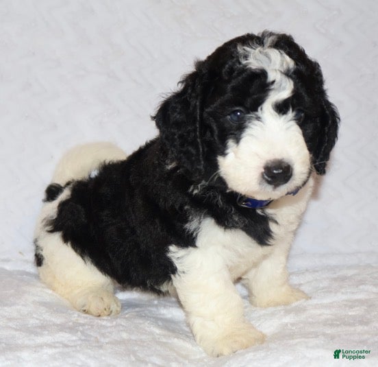 Mini Goldendoodle dogs for sale: Randall  - Ad 3