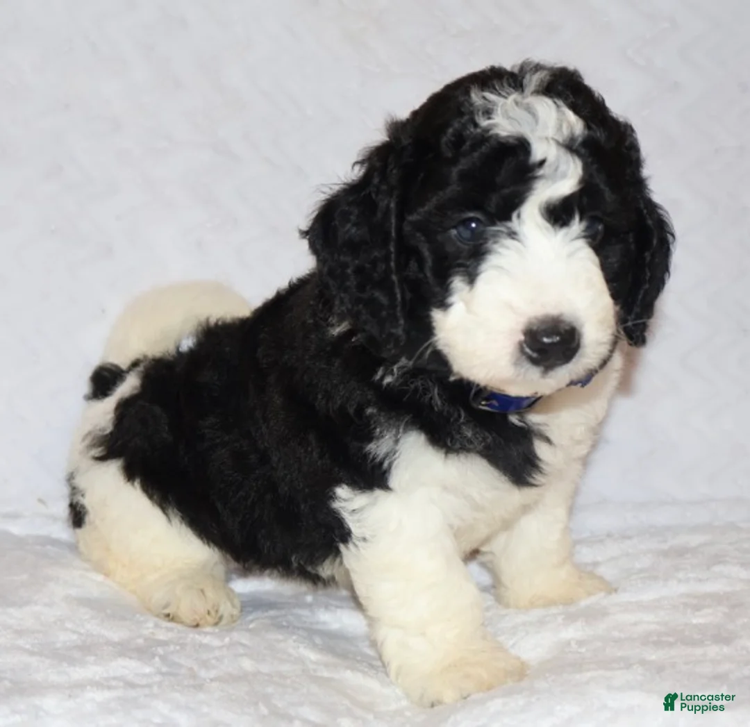 Mini Goldendoodle dogs for sale: Randall  - Ad 1