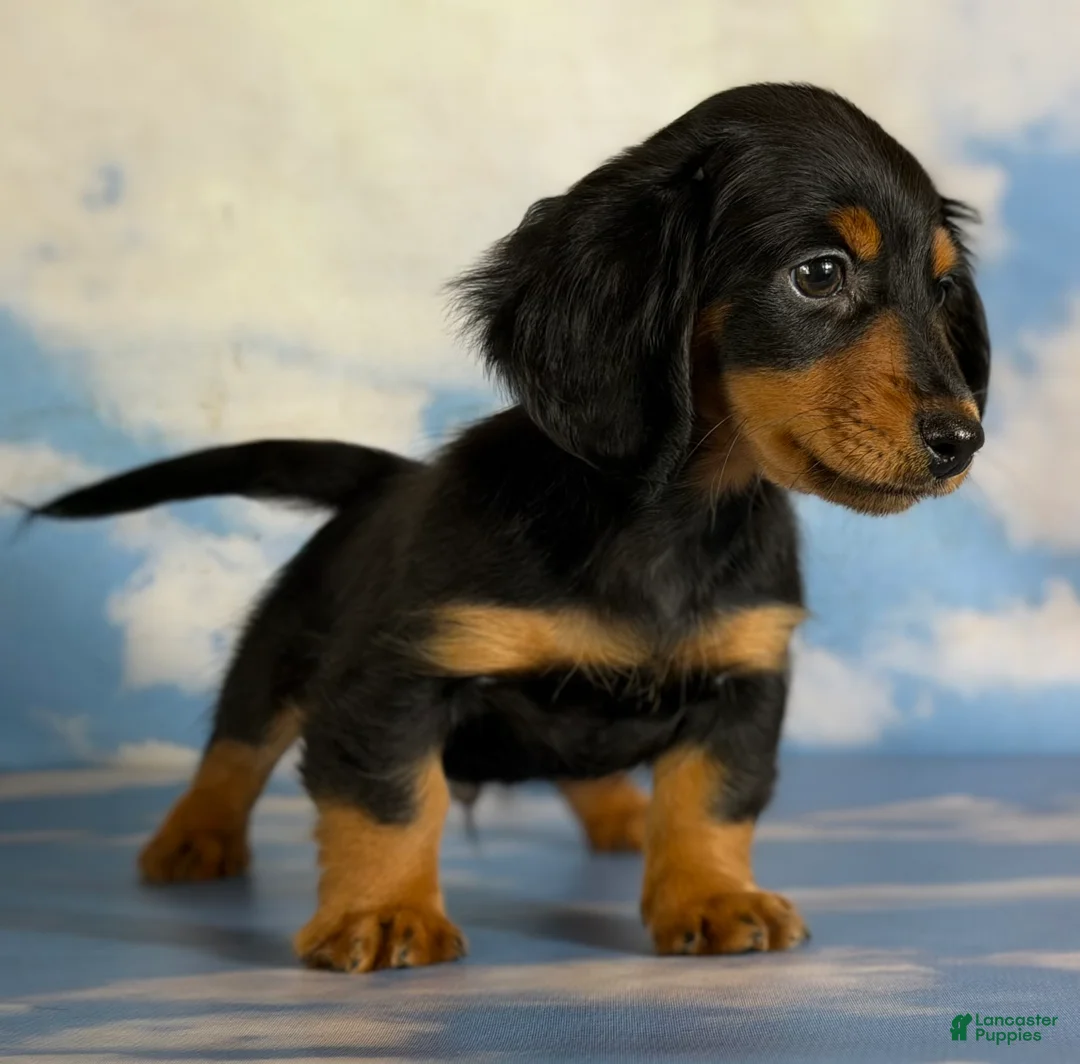 Miniature Dachshund dogs for sale: AKC Vince LH Parents DNA & CHIC choc carrier  - Ad 2