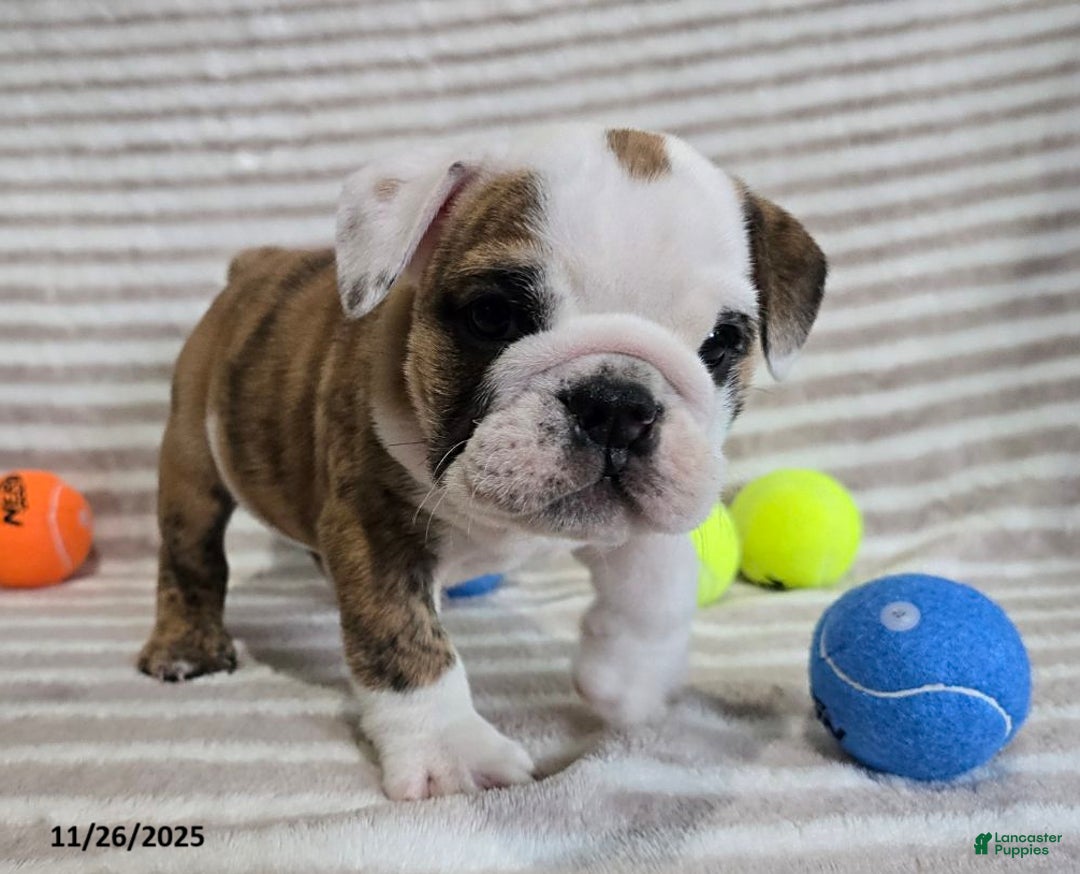 English Bulldog dogs for sale: Timmy - Ad 2