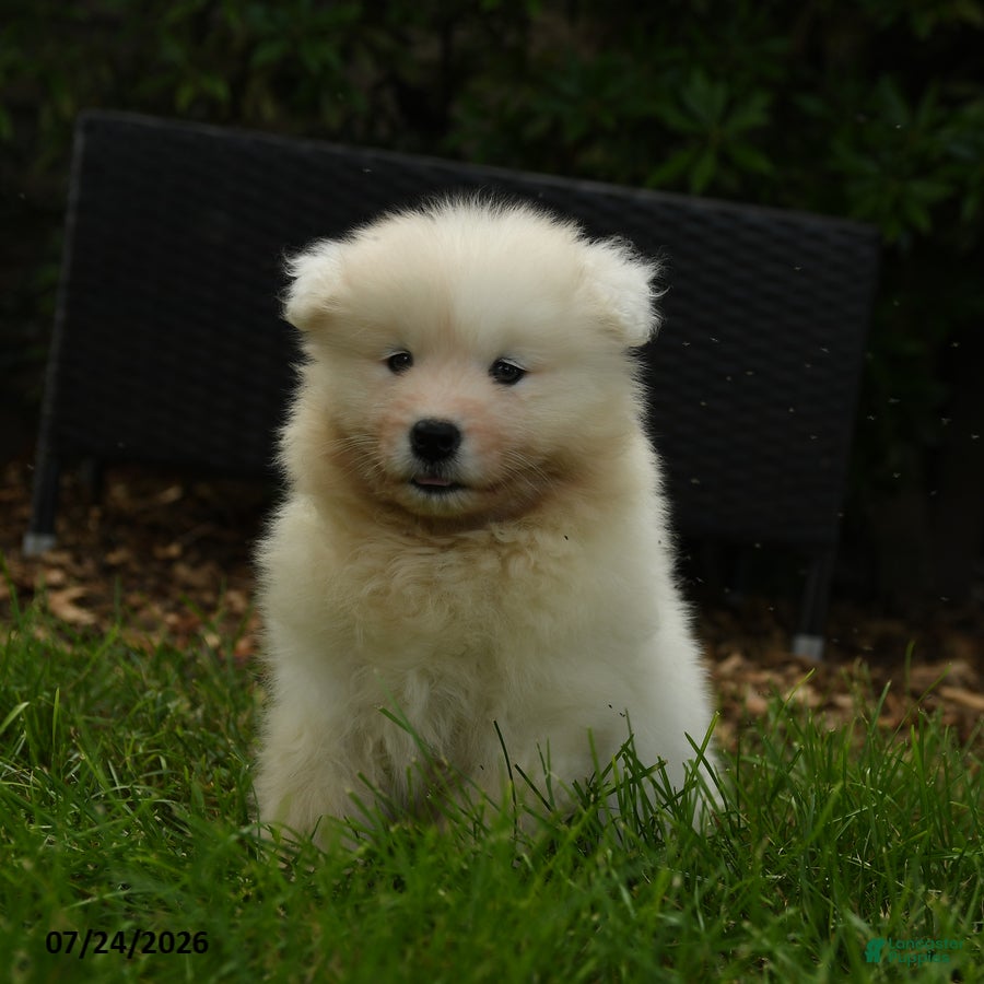 Samoyed dogs Koladic - Ad 1
