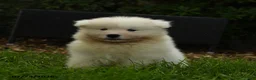 Samoyed dogs for sale: Koladic - Ad 1