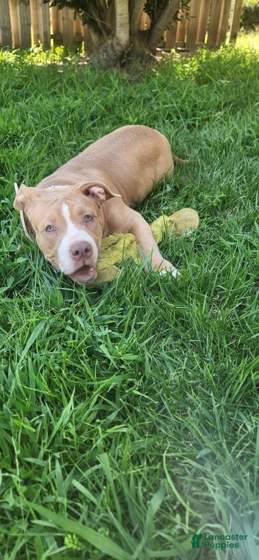American Bully dogs Scarlette - Ad 1