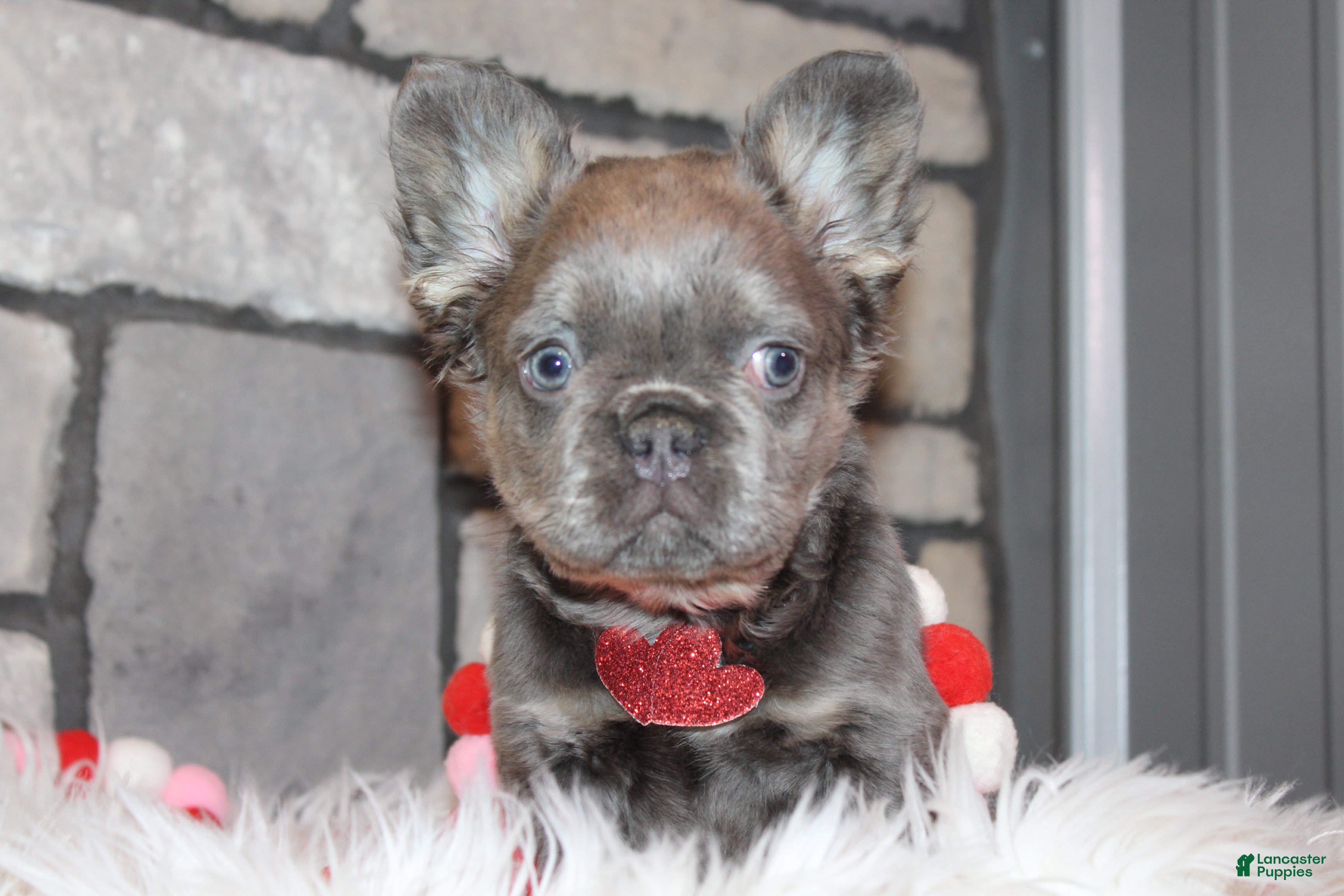 French Bulldog dogs French Bulldog Puppy 1 - Ad 34