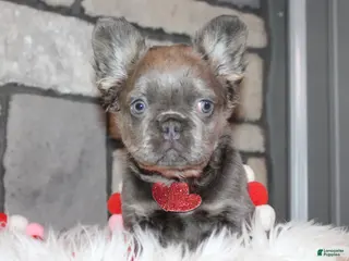 French Bulldog dogs for sale: French Bulldog Puppy 1 - Ad 2