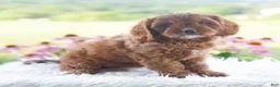 Cavapoo dogs for sale: Brianna  - Ad 5