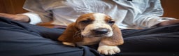 Basset Hound dogs for sale: Sophie - Ad 1