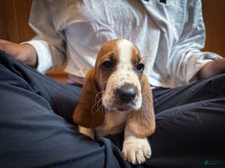 Basset Hound dogs Sophie - Ad 5
