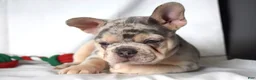 French Bulldog dogs for sale: Thea - Ad 11