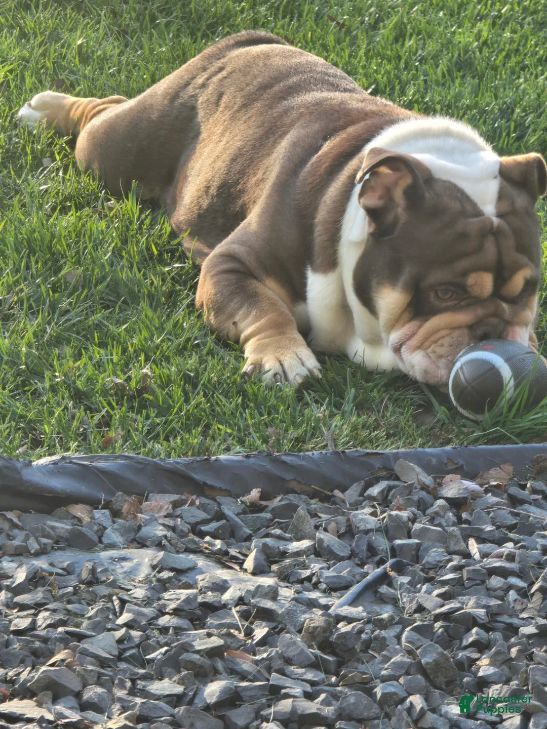 English Bulldog dogs for stud: Barachiel  - Ad 2