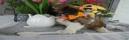 Shih Tzu dogs for sale: Shih Tzu 1 Tidas - Ad 3