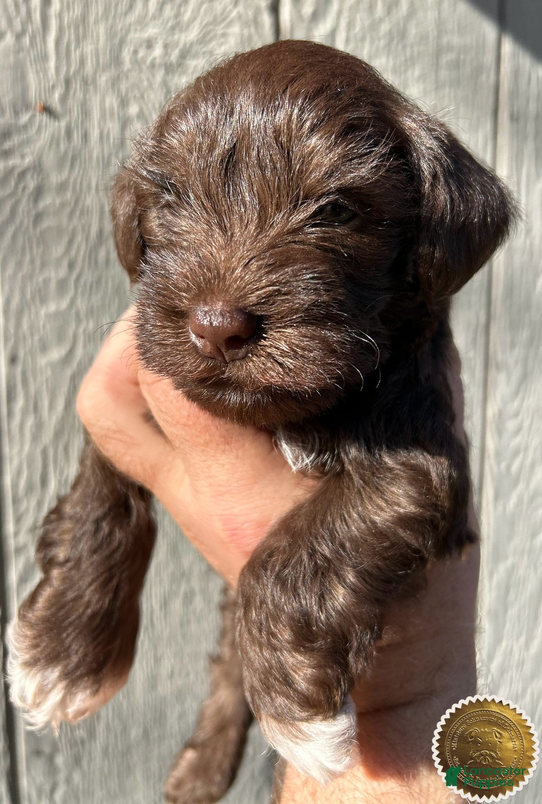 Miniature Schnauzer dogs for sale: Miniature Schnauzer Puppy 1 - Ad 11
