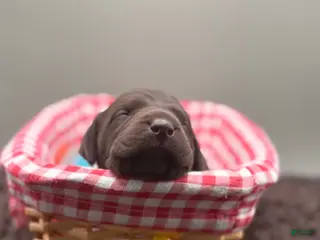 German Shorthaired Pointer dogs for sale: Benelli - Ad 4