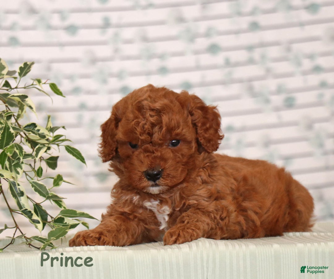 Miniature Poodle dogs for sale: Prince - Ad 3