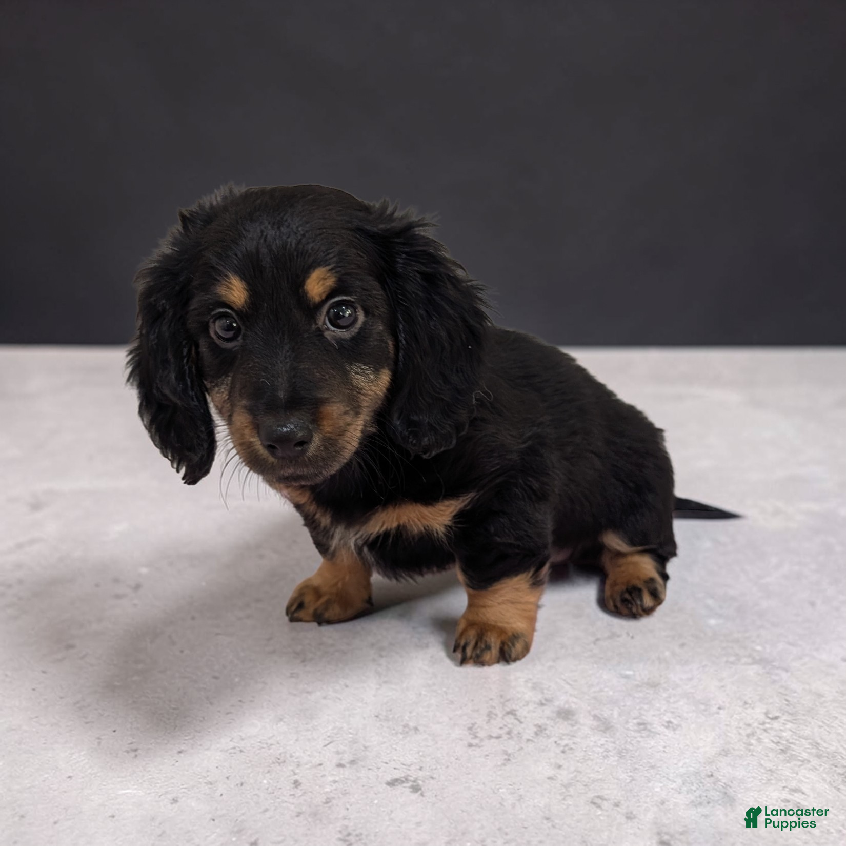 Dachshund dogs Allie - Ad 1