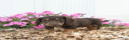 Miniature Dachshund dogs for sale: Rascal - Ad 3