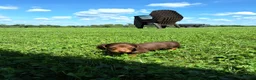Dachshund dogs for sale: Cody - Ad 6