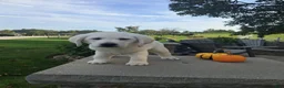 Labrador Retriever dogs for sale: Labrador Retriever 1 - Ad 5