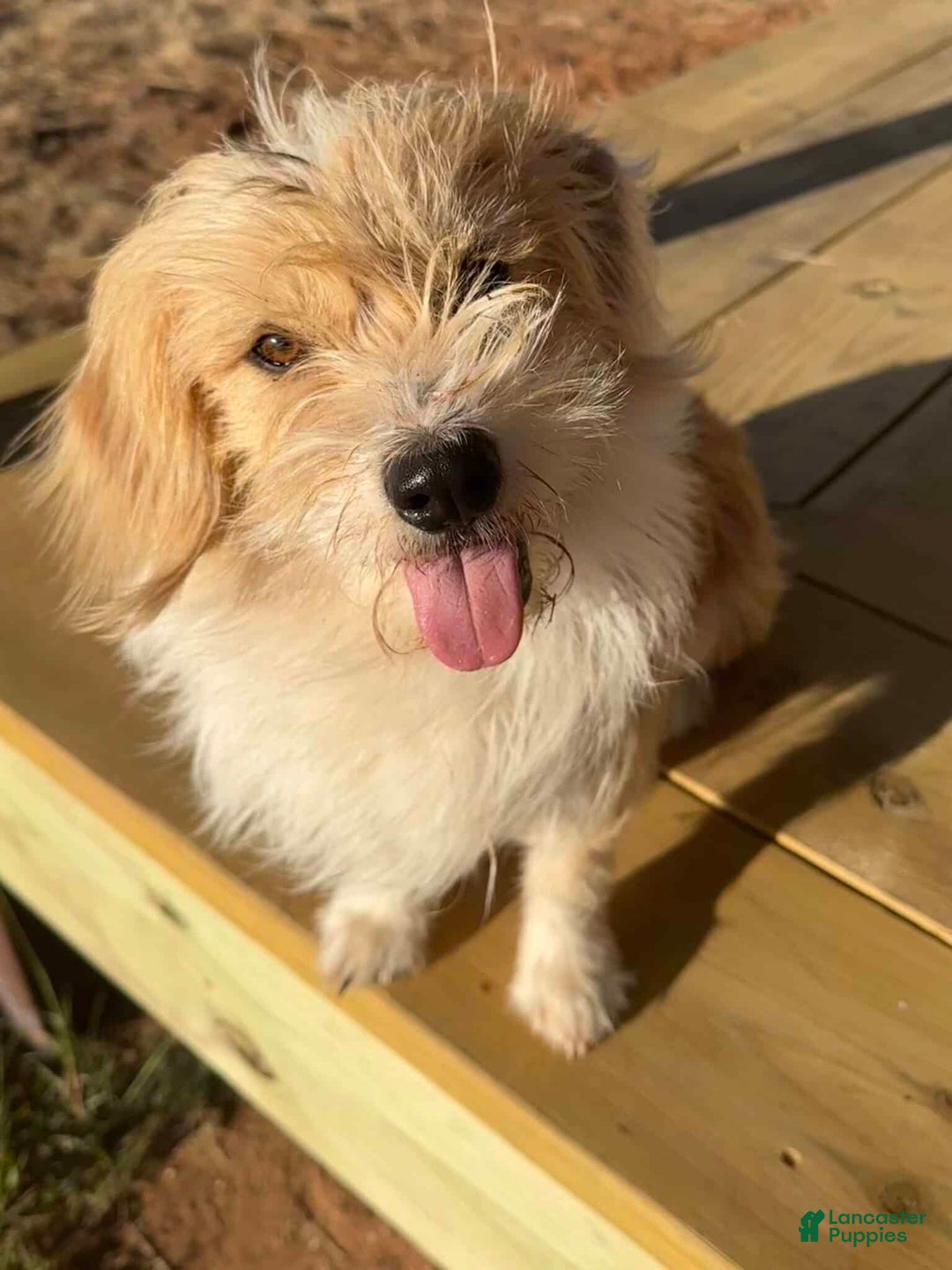 Corgipoo dogs for sale: Snickerdoodle - Ad 2