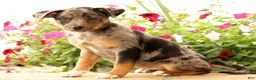 Miniature Australian Shepherd dogs for sale: Bea - Ad 8