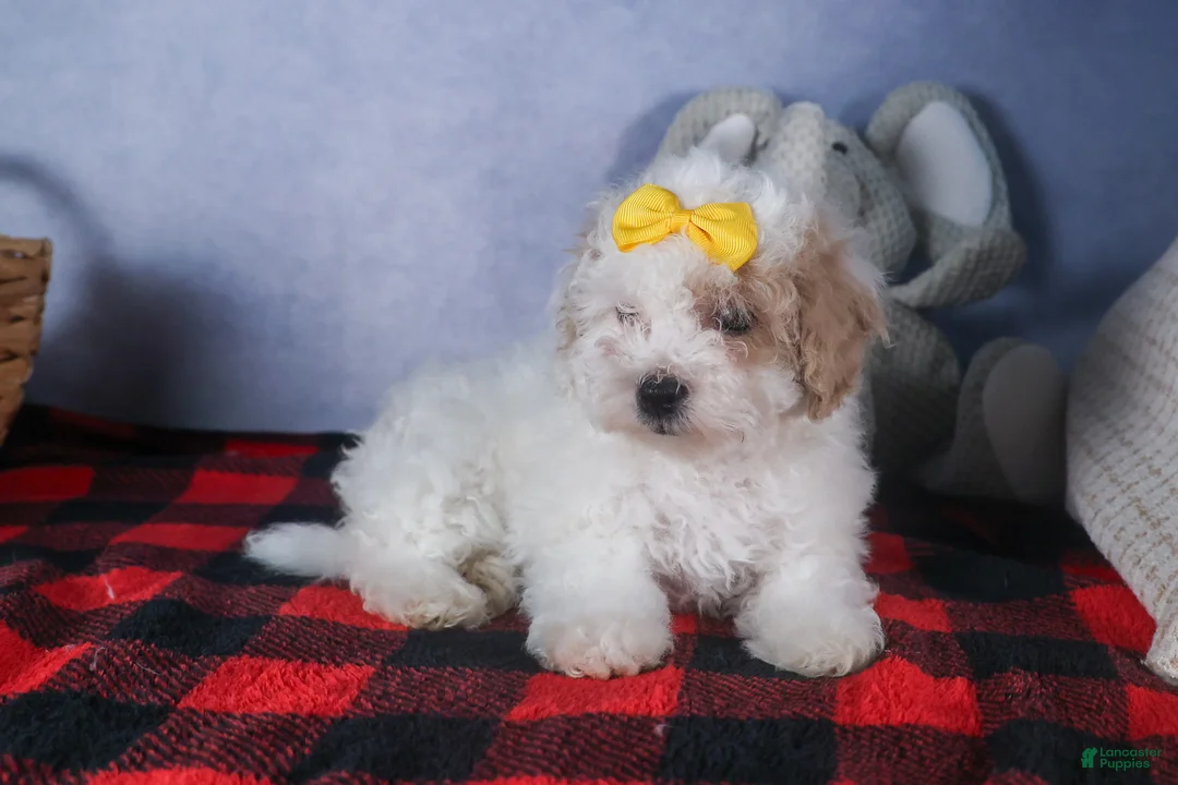 Bichpoo dogs for sale: Snowflake - Ad 19