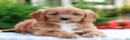 Cavapoo dogs for sale: Esther  - Ad 3