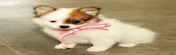 Pomeranian dogs for sale: Shelly - Ad 1