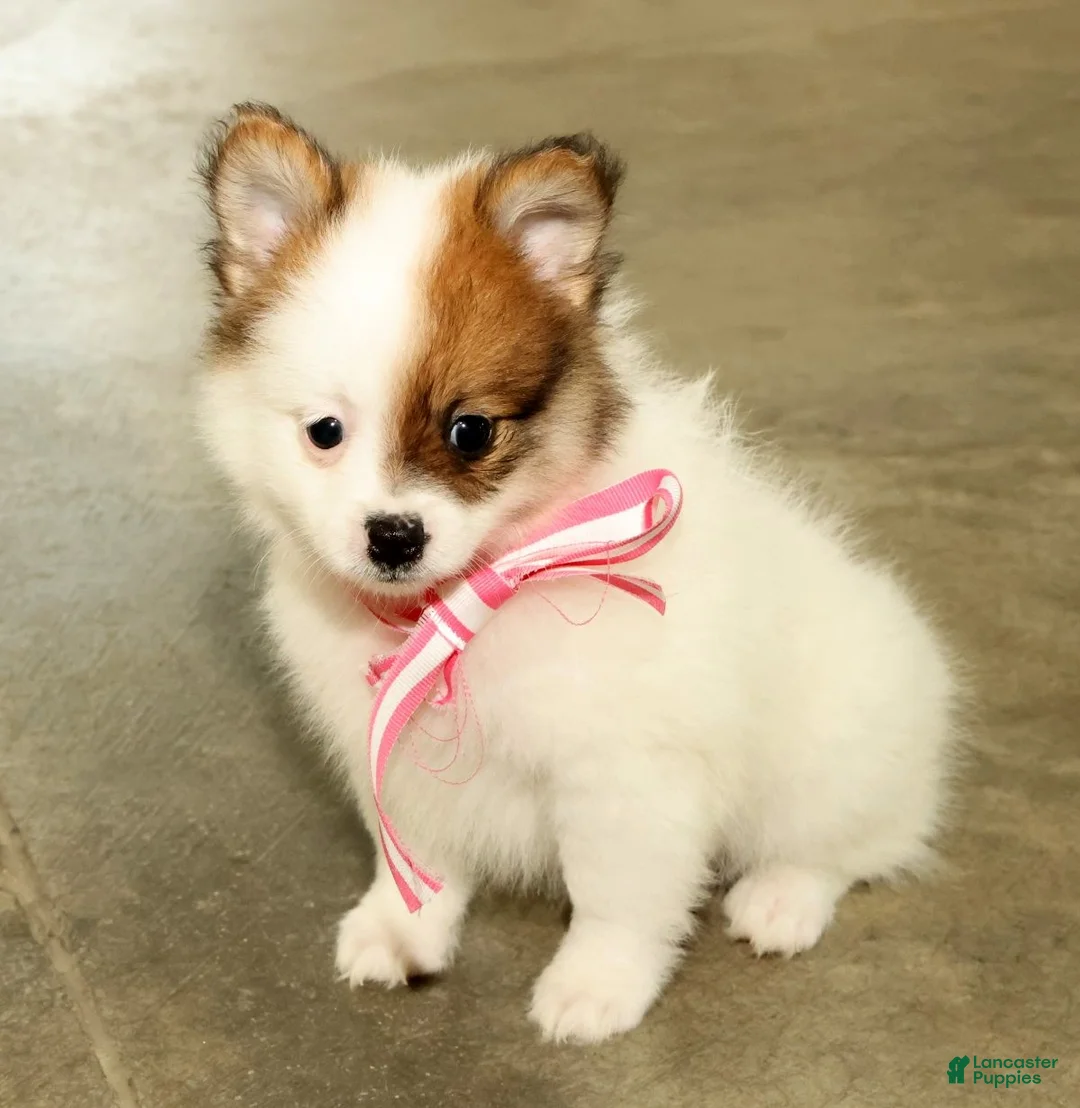 Pomeranian dogs for sale: Shelly - Ad 1