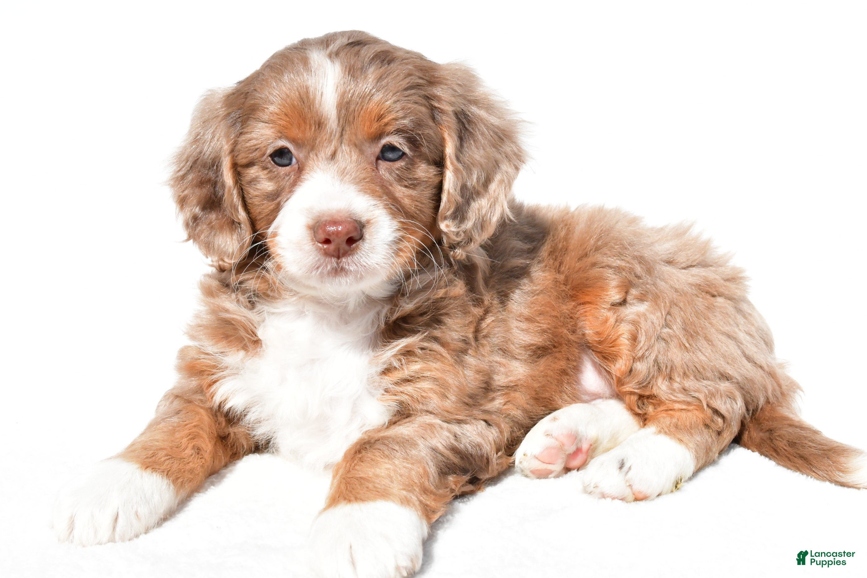 Mini Bernedoodle dogs Denise - Ad 2