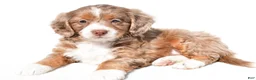 Mini Bernedoodle dogs for sale: Denise - Ad 2