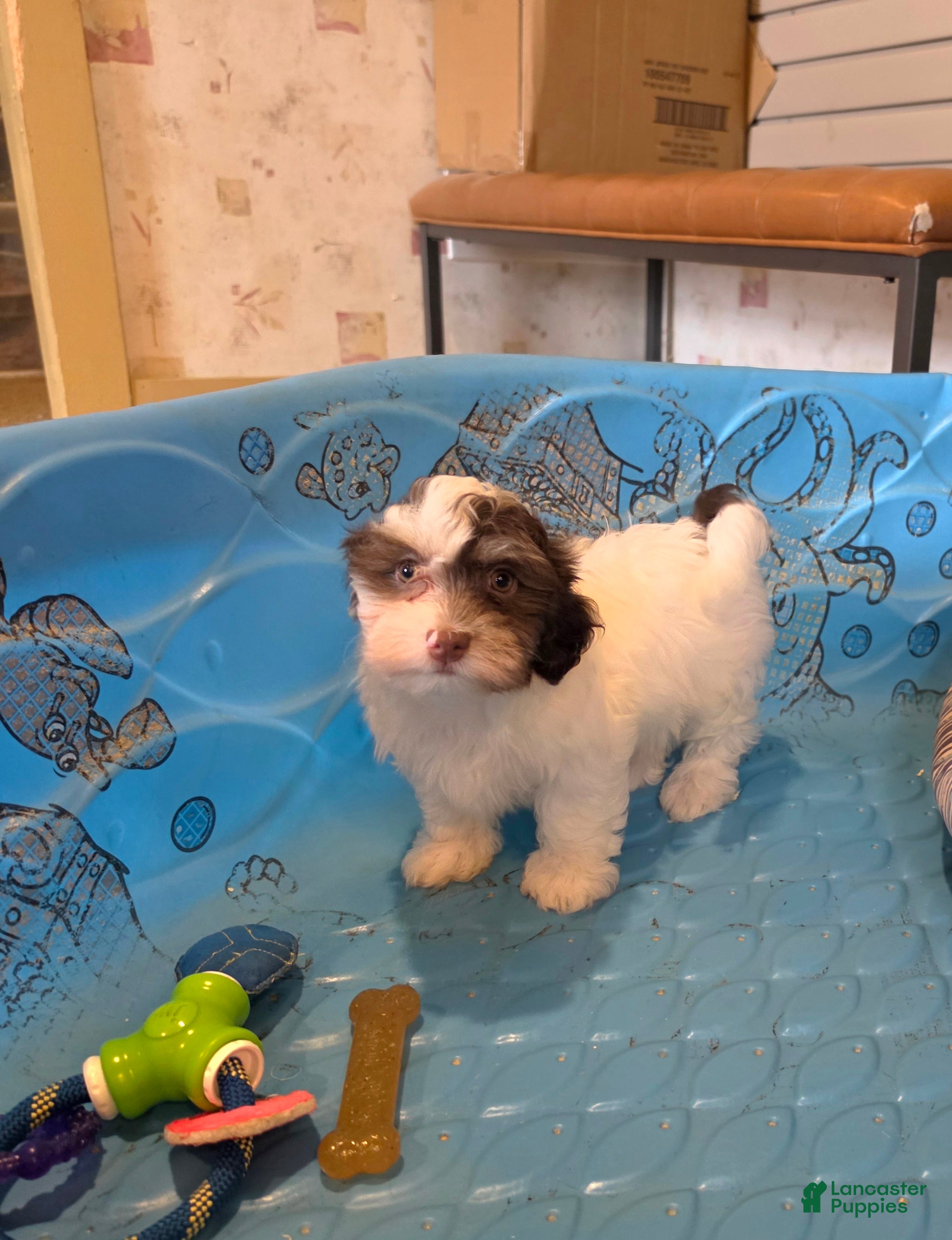 Havanese dogs Hank - Ad 2