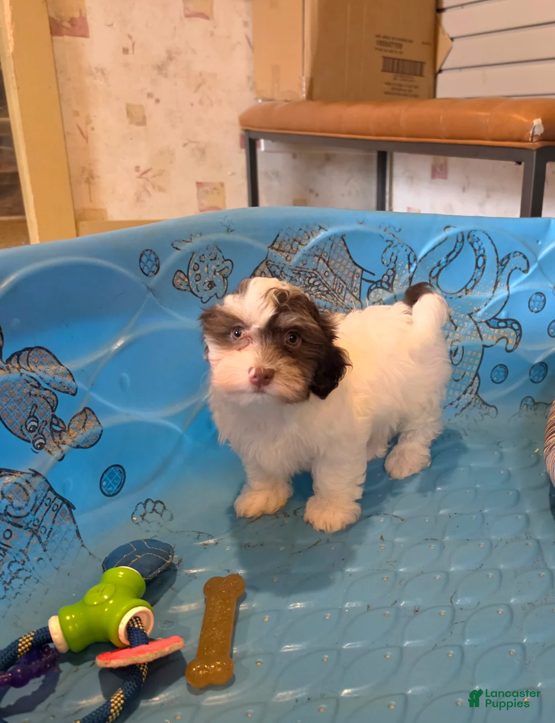 Havanese dogs for sale: Hank - Ad 2