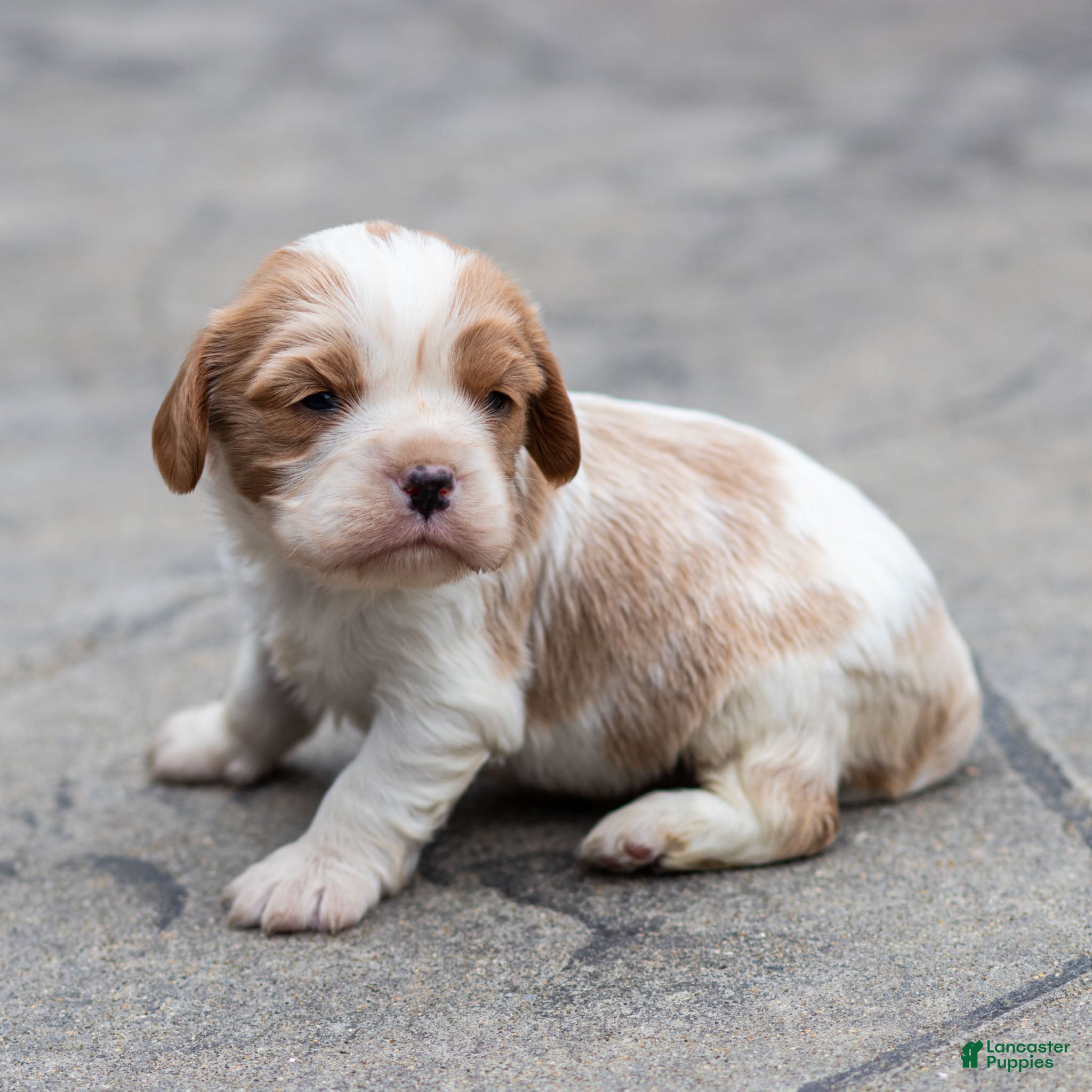Cavalier King Charles Spaniel dogs Peter Cavalier King Charles Spaniel Puppy  - Ad 2