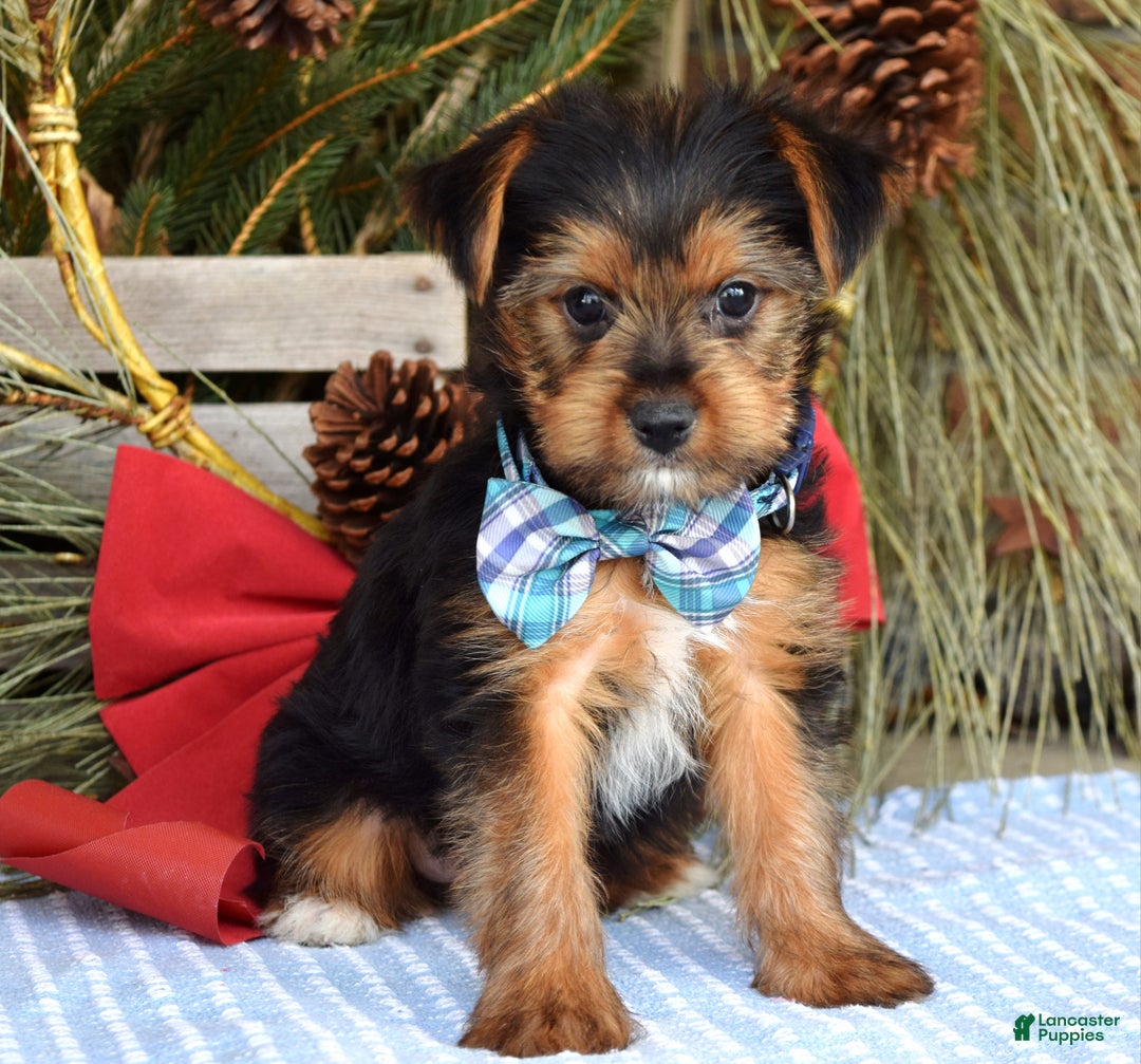 Yorkshire Terrier dogs for sale: Milo - Ad 8