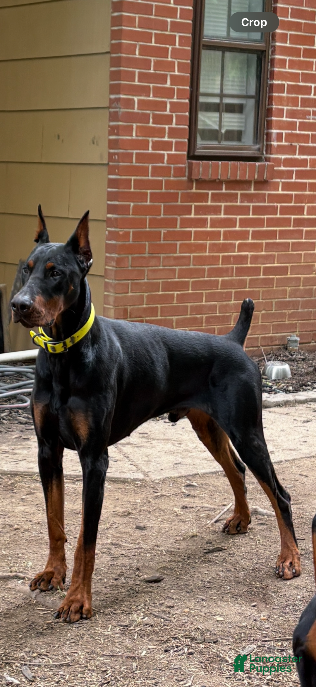 Doberman Pinscher dogs for stud: Doberman stud - Ad 4