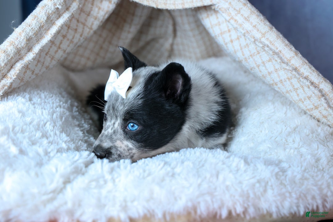 Mixed Breed dogs for sale: DIXIE - Ad 5