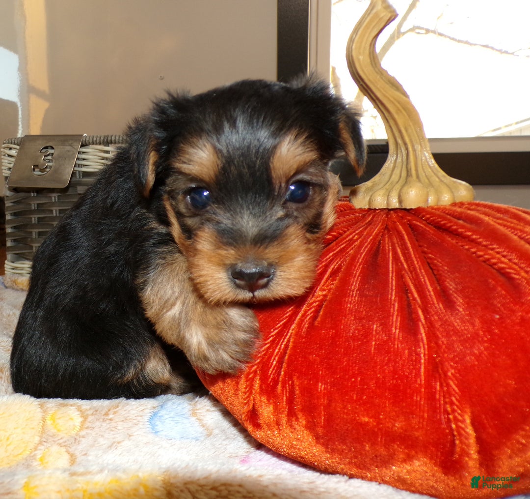 Yorkshire Terrier dogs for sale: Yorkshire Terrier Puppy 3 Trudy - Ad 1
