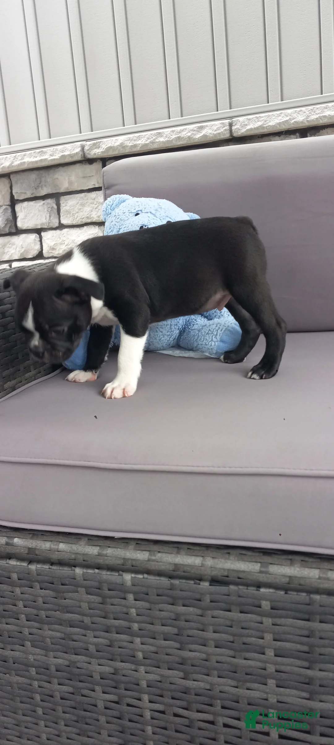 Boston Terrier dogs for sale: Asher - Ad 2