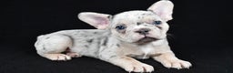 French Bulldog dogs for sale: Frankie - Ad 1