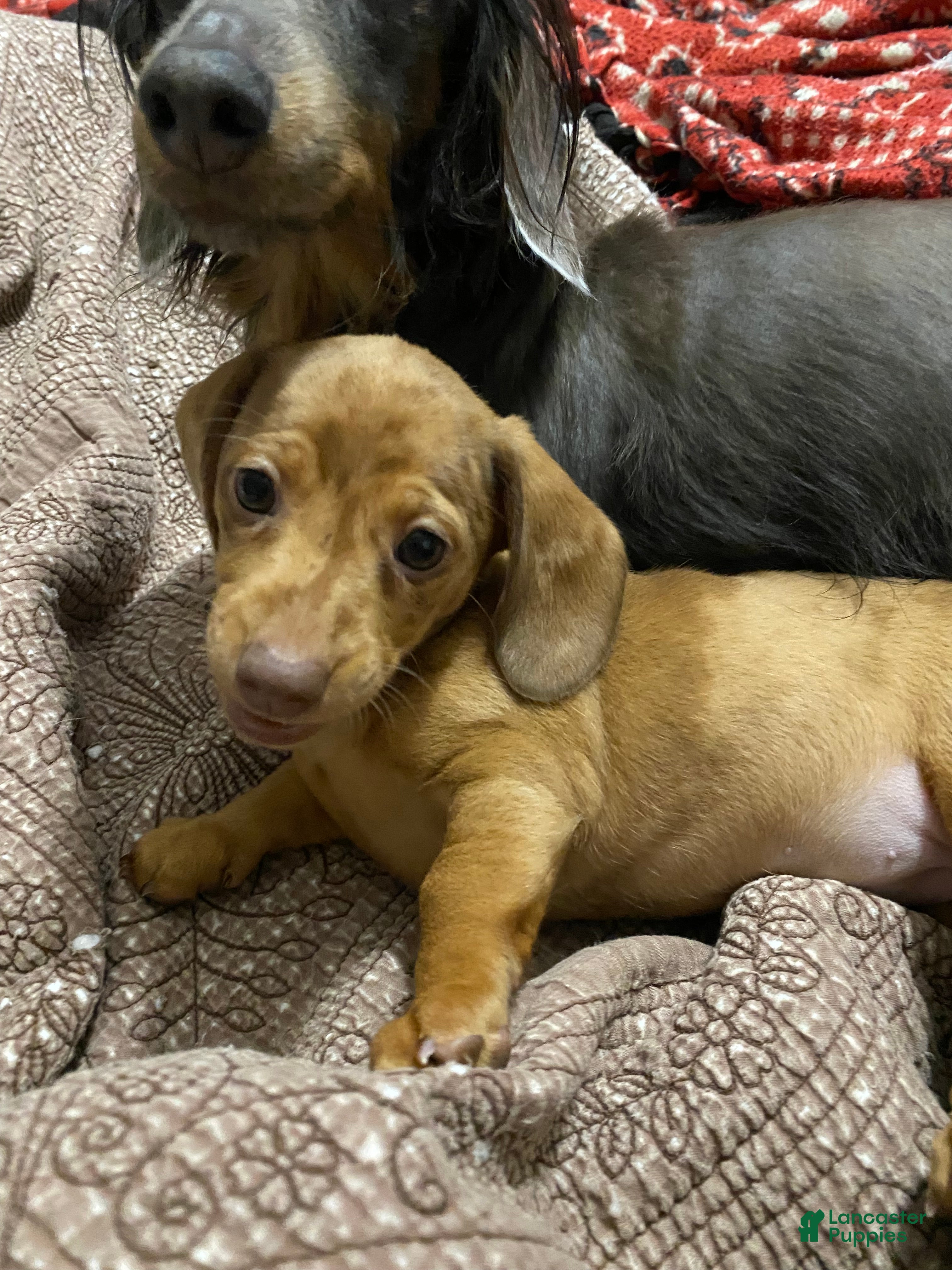 Miniature Dachshund dogs Ginger - Ad 2