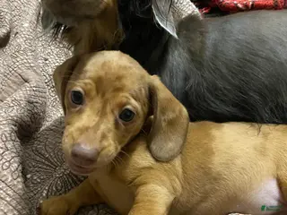 Miniature Dachshund dogs for sale: Ginger - Ad 2