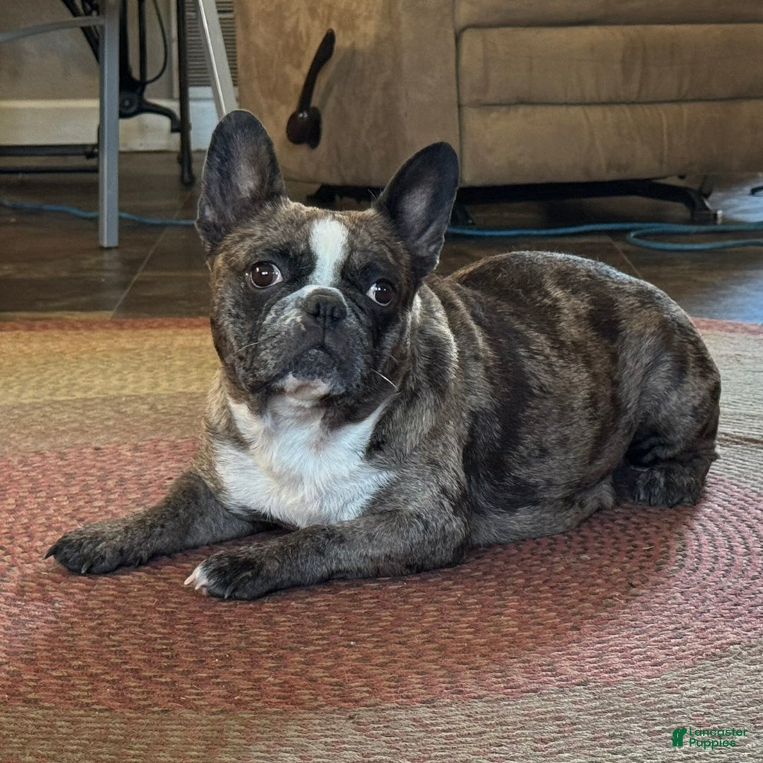 French Bulldog dogs for sale: Ben - Ad 4