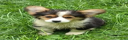 Welsh Corgi Pembroke dogs for sale: Oreo girl  - Ad 35
